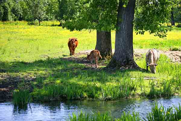 Vache et point d'eau