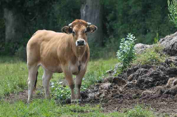 génisse - race à viande
génisse - race à viande