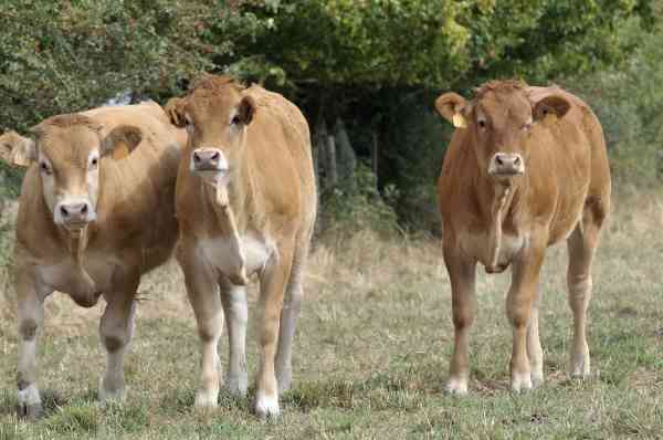 Jeunes bovins de race Parthenaise
Jeunes bovins de race Parthenaise