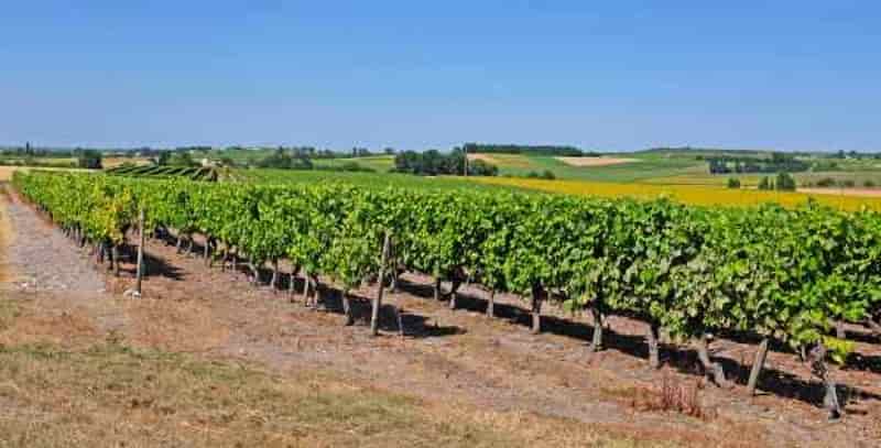 vignes à Cognac vignes à Cognac