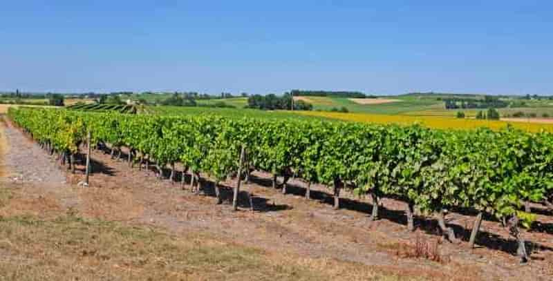 vignes à Cognac 