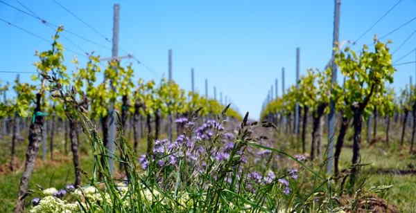 Vignes sous le soleil


