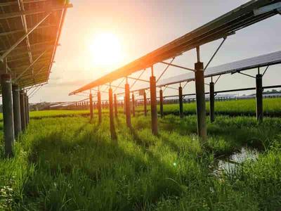 agrivoltaisme, panneaux photovoltaiques dans un champ