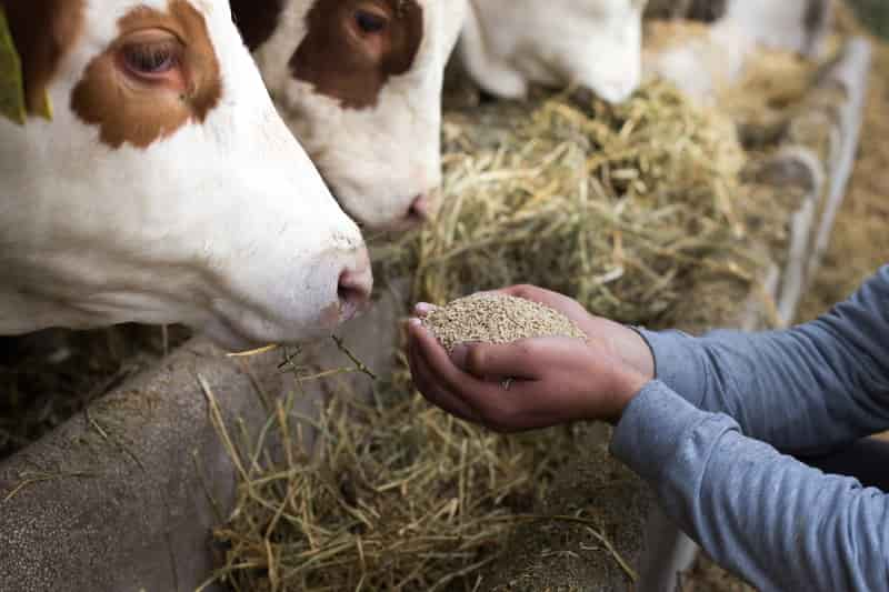 Alimentation animale


