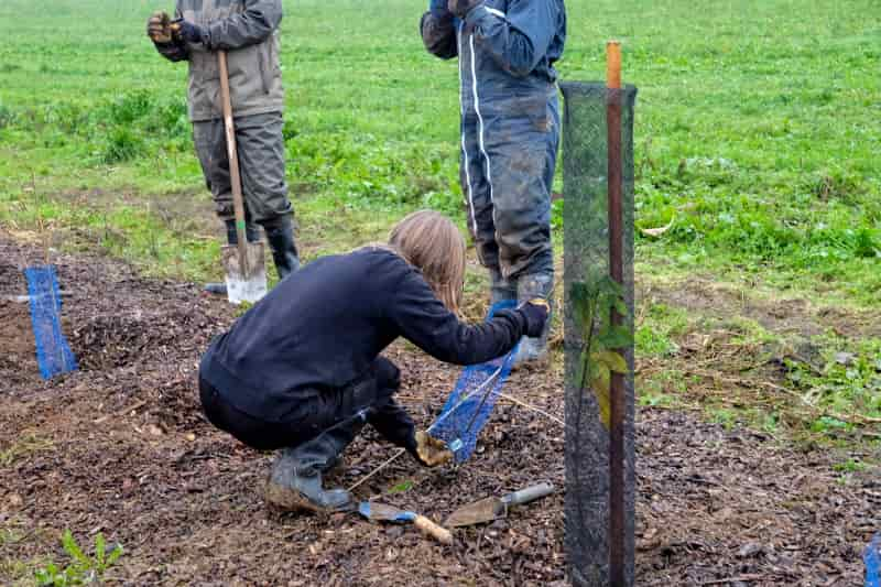 plantation haie


