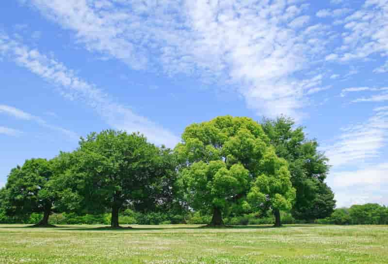 bosquet, groupe d'arbres


