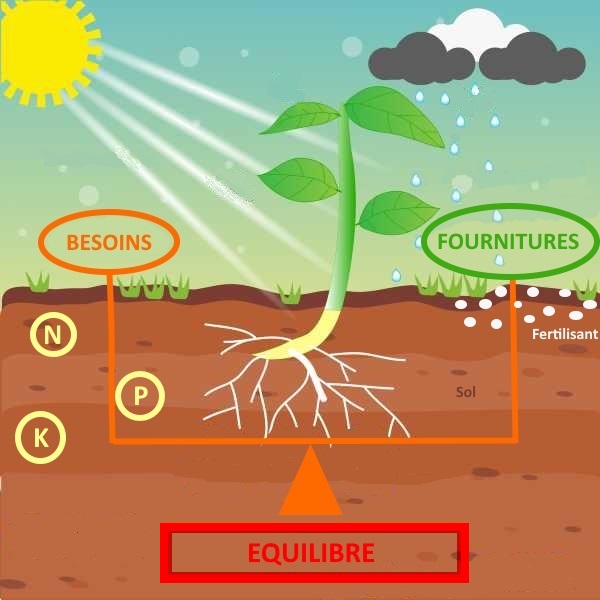 Bilan fertilisation Bilan fertilisation