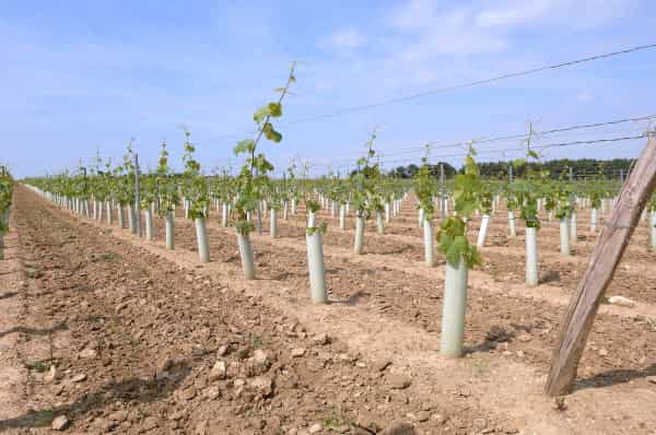 plantation vigne 


