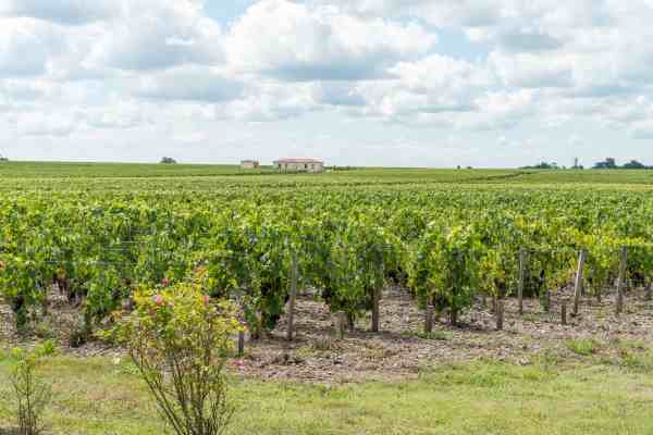 vignes
vignes