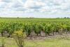 vignes


