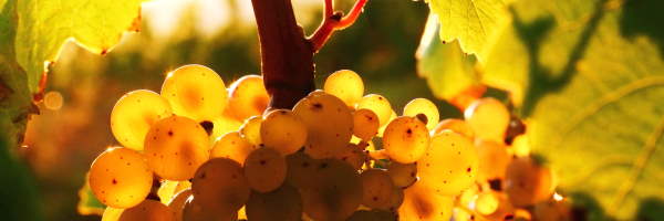 Référente viticulture


