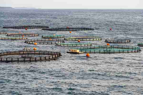 Ferme marine et aquaculture, le rapport du CESE