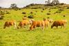 Aides animales pour les bovins, les caprins et les ovins