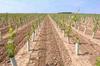 Autorisation plantation vignes