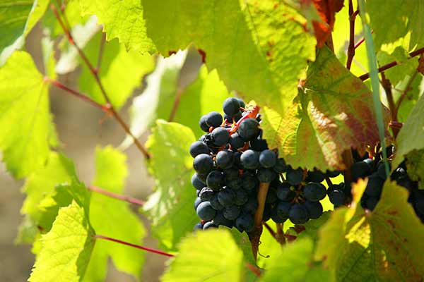 Raisin sur pied de vigne, programme investissements vitivinicoles
