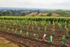 Demande d'aide plantation du vignoble


