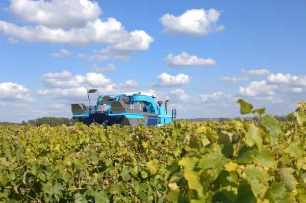 Vendange vignoble du Cognac


