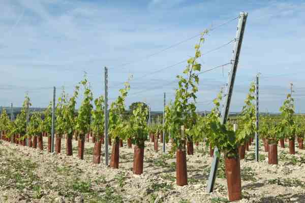 Jeune plantation de vigne à Cognac


