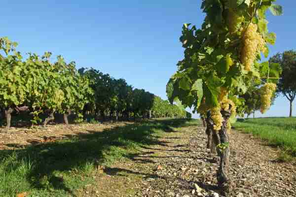 Vignoble Charentais, Cognac