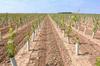viticulture et dematerialisation