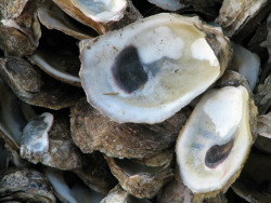 HuitresVides HuitresVides