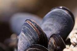 moules-419052__180 moules-419052__180