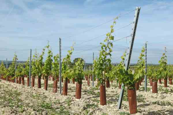 restructuration du vignoble, jeune vigne du cognac restructuration du vignoble, jeune vigne du cognac